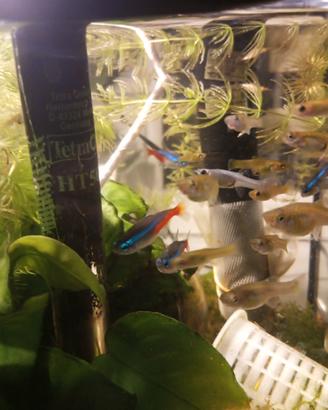 Pesci acquario neon 2 cad