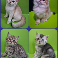 Meravigliosi cuccioli british Shorthair e Longhair