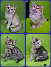 Meravigliosi cuccioli british Shorthair e Longhair