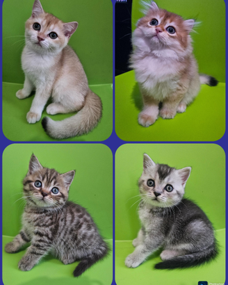 Meravigliosi cuccioli british Shorthair e Longhair