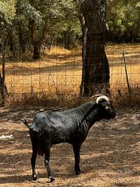 Becco razza murciana