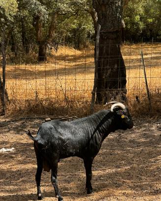 Becco razza murciana