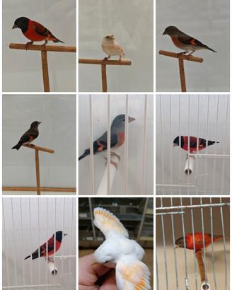 Uccelli