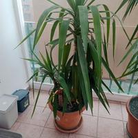 Piante Aloe Vera-Yucca Tronchetto della Felicità