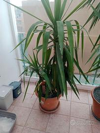 Piante Aloe Vera-Yucca Tronchetto della Felicità