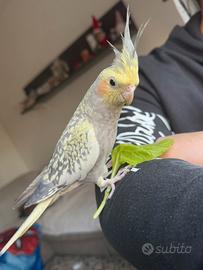 Calopsite allevata a mano