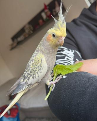 Calopsite allevata a mano