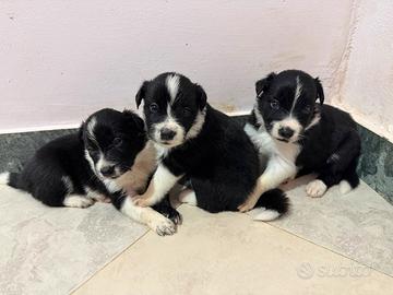 Cucciola di border collie