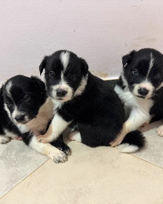 Cucciola di border collie