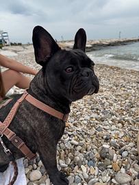 Disponibile per monta
