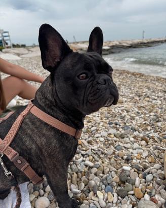Disponibile per monta