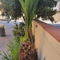 Palme