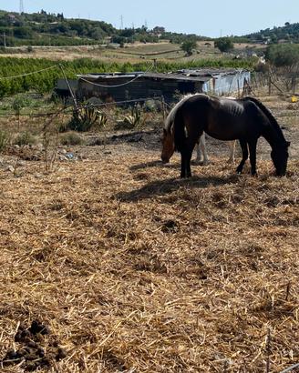 Puledra
