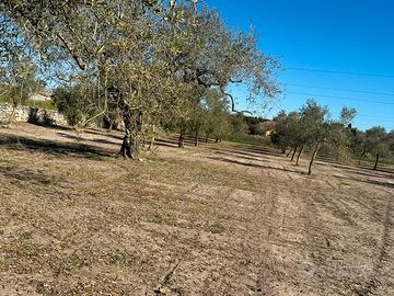 Oliveto