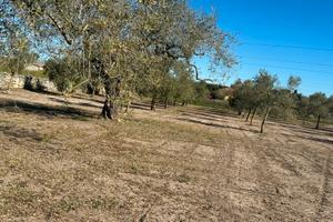 Oliveto