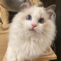 Cucciolo ragdoll