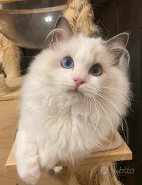Cucciolo ragdoll