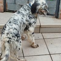 Setter inglese