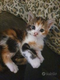 Gattine incrocio siberiano 2 mesi