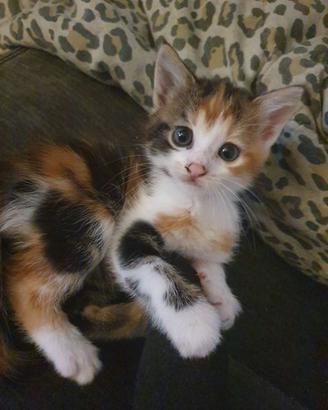 Gattine incrocio siberiano 2 mesi