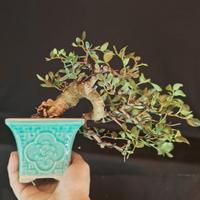 SHOHIN BONSAI di LENTISCO, pistacia Lentiscus