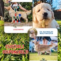 Cucciole golden retriever