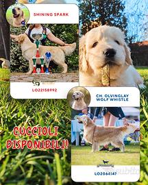 Cucciole golden retriever