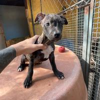 Cuccioli American PitBull Terrier