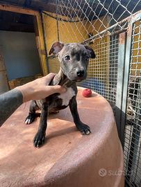 Cuccioli American PitBull Terrier