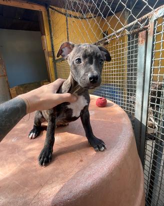 Cuccioli American PitBull Terrier