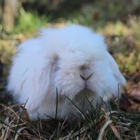 Conigli minilop cashmere pelo lungo