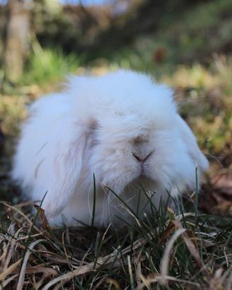 Conigli minilop cashmere pelo lungo