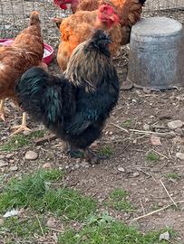 Gallo morosità