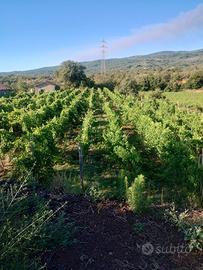 Terreno zona doc dell'etna