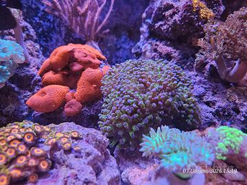 coralli acquario marino 
