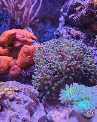 coralli acquario marino 