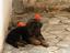 Immagine 6