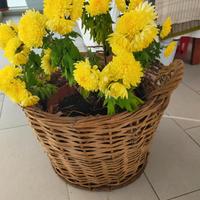 cestone per vasi grandi