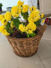 cestone per vasi grandi