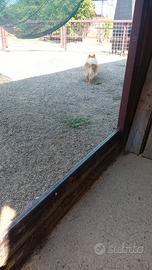 Cuccioli spitz