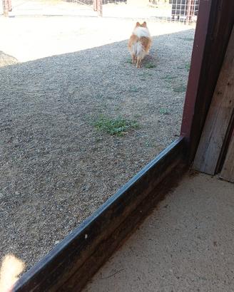 Cuccioli spitz