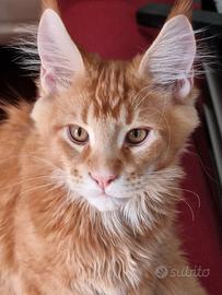 Cucciolo maine coon