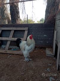 Dispongo gallo brama Columbia bianca