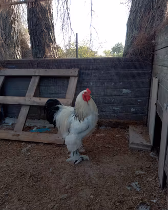 Dispongo gallo brama Columbia bianca