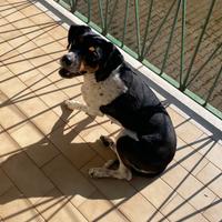 Cagnolina 3 anni