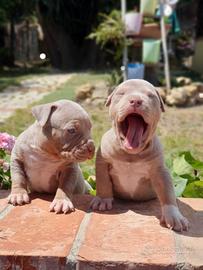 Pitbull tricolor e blue nose