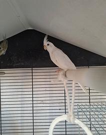 Calopsita albina femmina