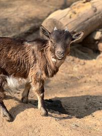 Capretto tibetano puro maschio