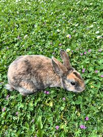 Coniglio mini rex