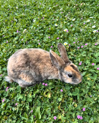 Coniglio mini rex
